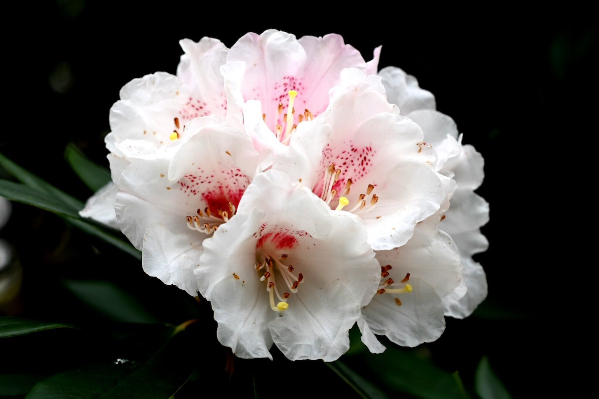 R. morii
